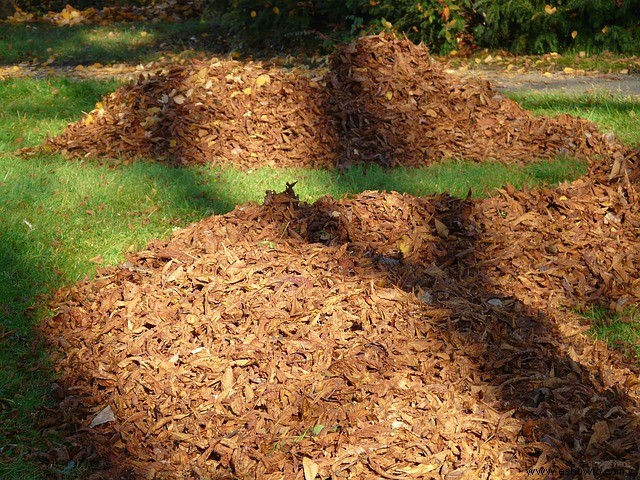 Cómo iniciar un jardín de polinizadores