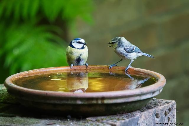 Cómo iniciar un jardín de polinizadores