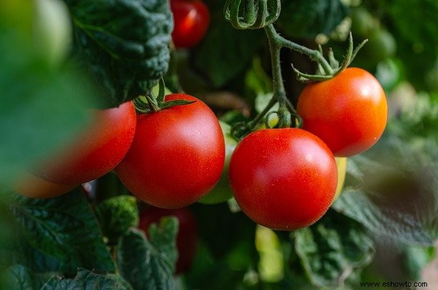 Cómo iniciar un jardín de polinizadores