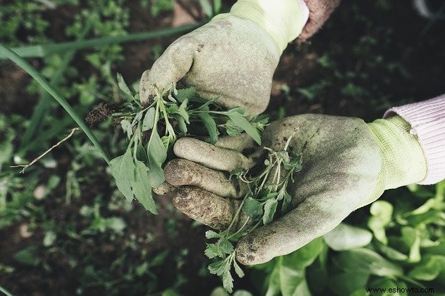 Cómo la jardinería sin excavar puede reparar el suelo