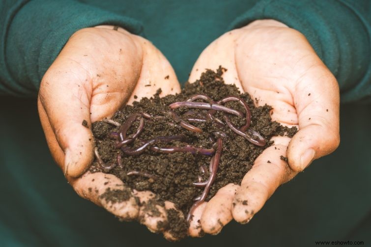 Cómo la jardinería sin excavar puede reparar el suelo