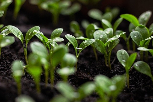 Cómo la jardinería sin excavar puede reparar el suelo