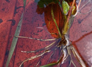 Guía completa para plantar y cultivar frambuesas en casa