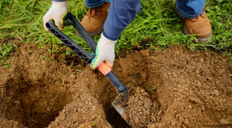 Cómo plantar y cultivar frambuesas