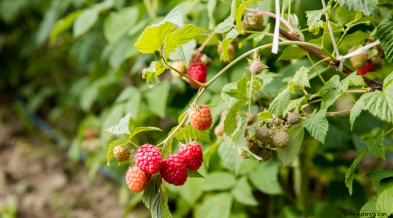 Cómo plantar y cultivar frambuesas