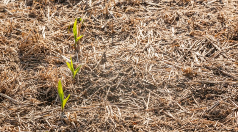 Qué es la jardinería sin labranza