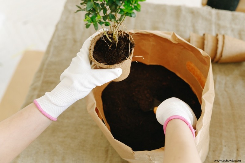 Cómo cultivar y cuidar la higuera de hoja de violín