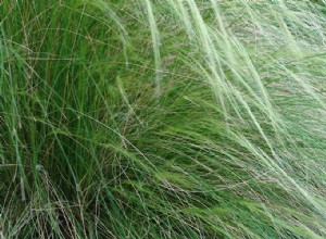 14 Hierbas Ornamentales Espectaculares para Transformar tu Jardín