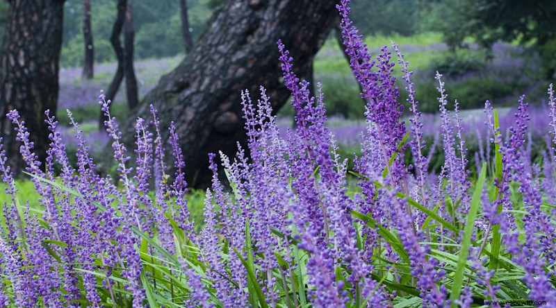 14 hierbas ornamentales para agregar a su jardín