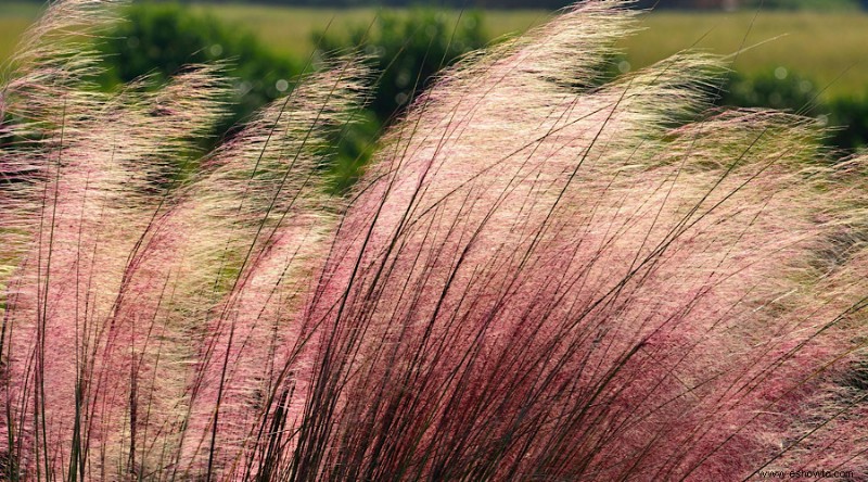 14 hierbas ornamentales para agregar a su jardín