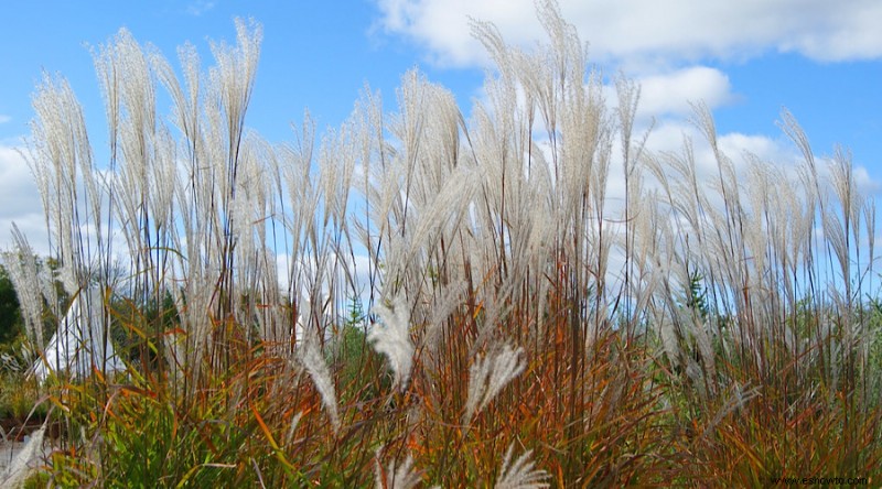 14 hierbas ornamentales para agregar a su jardín