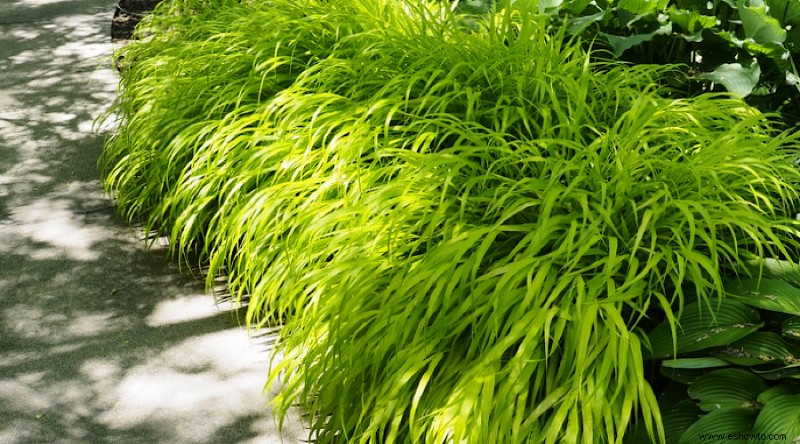 14 hierbas ornamentales para agregar a su jardín