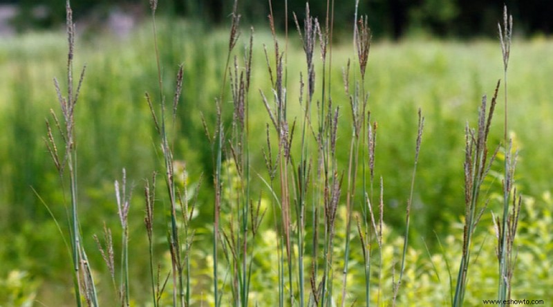 14 hierbas ornamentales para agregar a su jardín