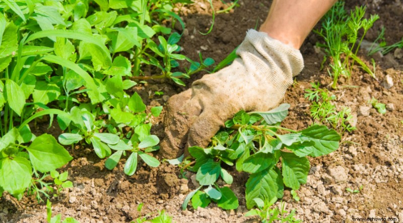 7 errores de deshierbe que dificultan la jardinería