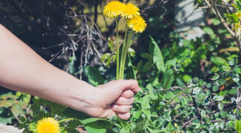 7 errores de deshierbe que dificultan la jardinería