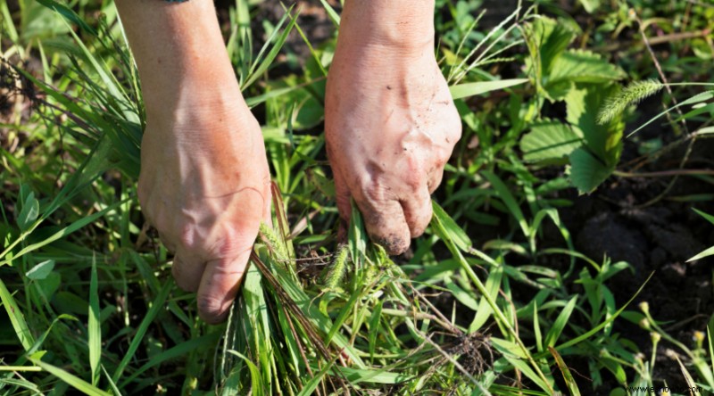 7 errores de deshierbe que dificultan la jardinería