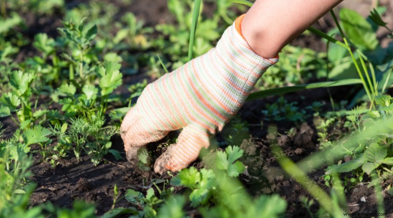 7 errores de deshierbe que dificultan la jardinería