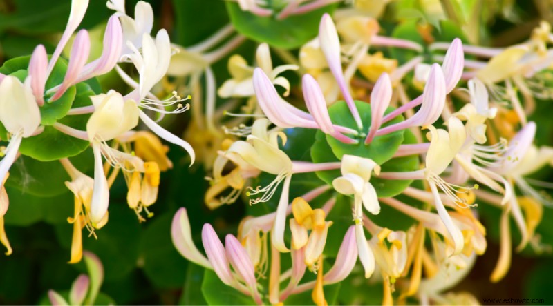 Evite comprar estas 5 especies de plantas invasoras mientras esté en The Garden Center