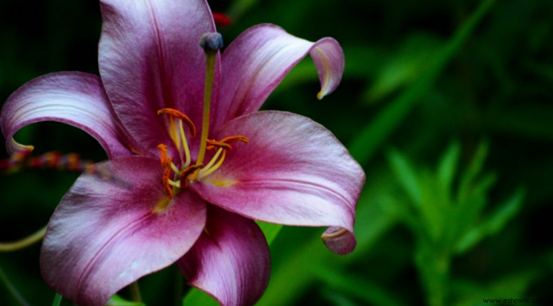 Evite comprar estas 5 especies de plantas invasoras mientras esté en The Garden Center