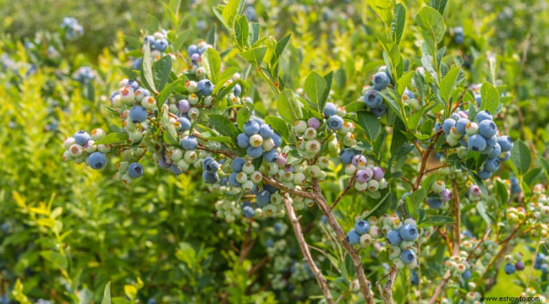 Cómo cultivar arándanos