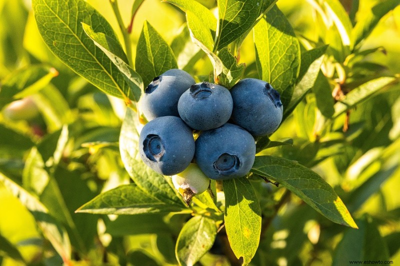 Cómo cultivar arándanos