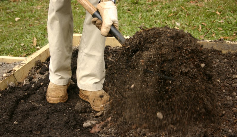 Cómo cultivar arándanos