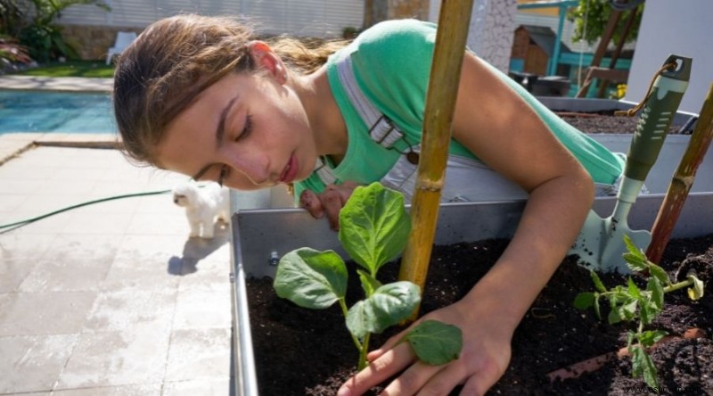 Cómo cultivar arándanos