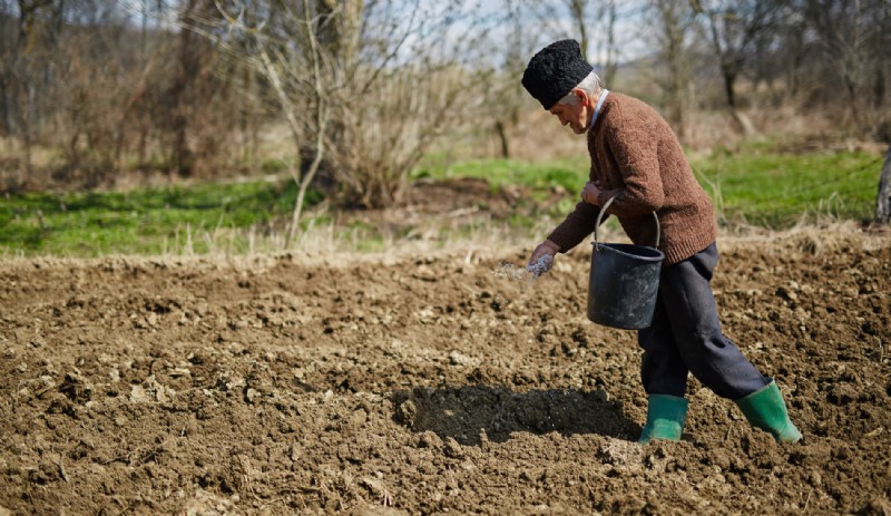 Cómo cultivar arándanos