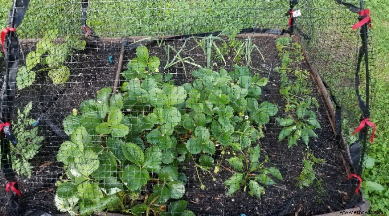 Cómo cultivar arándanos