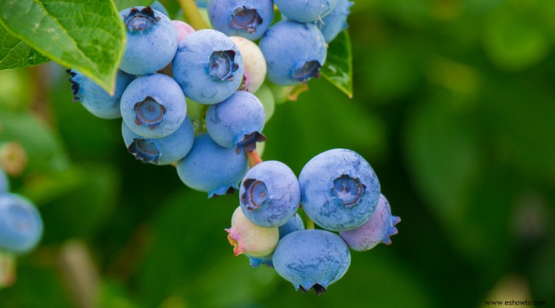 Cómo cultivar arándanos