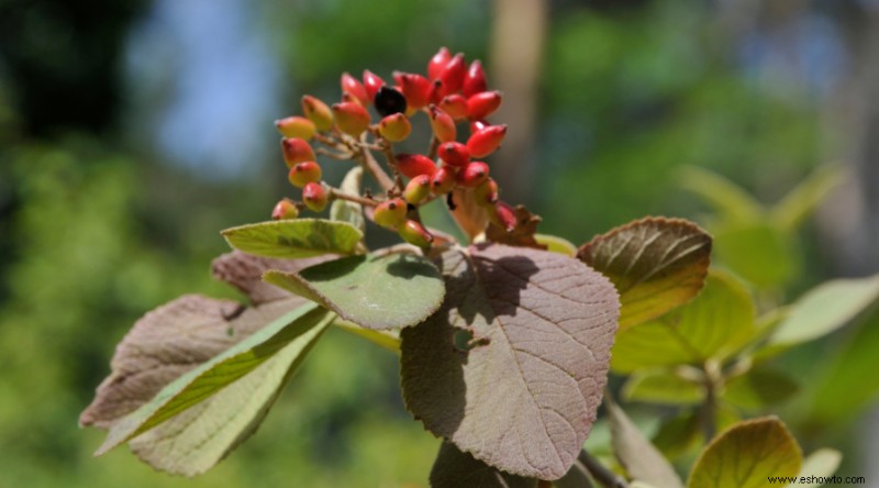 Cuándo plantar semillas de flores silvestres para un colorido jardín natural