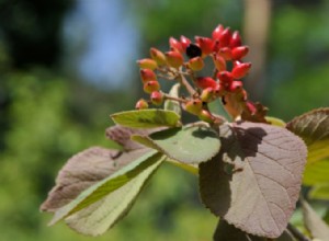 Guía experta: Cuándo y cómo plantar semillas de flores silvestres para un jardín natural vibrante