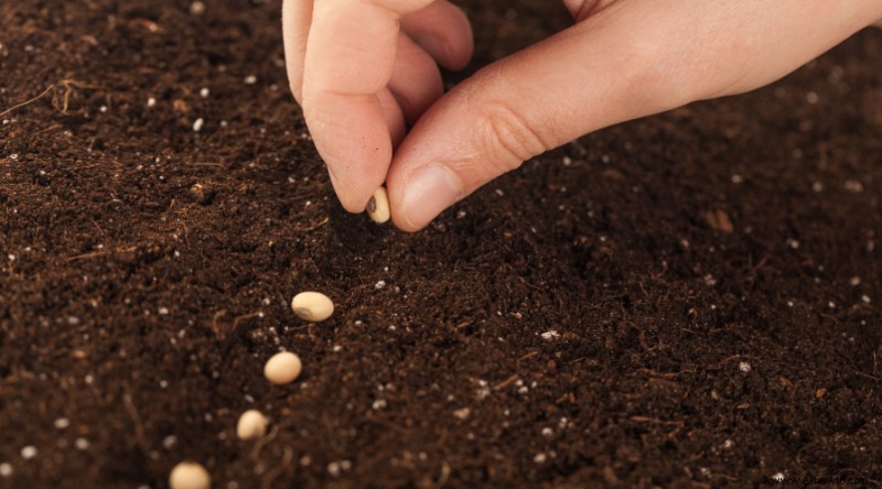 Cuándo plantar semillas de flores silvestres para un colorido jardín natural