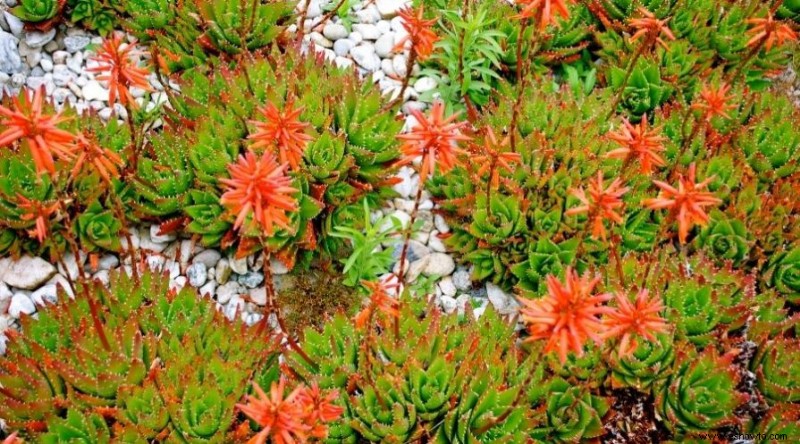 Cuándo plantar semillas de flores silvestres para un colorido jardín natural