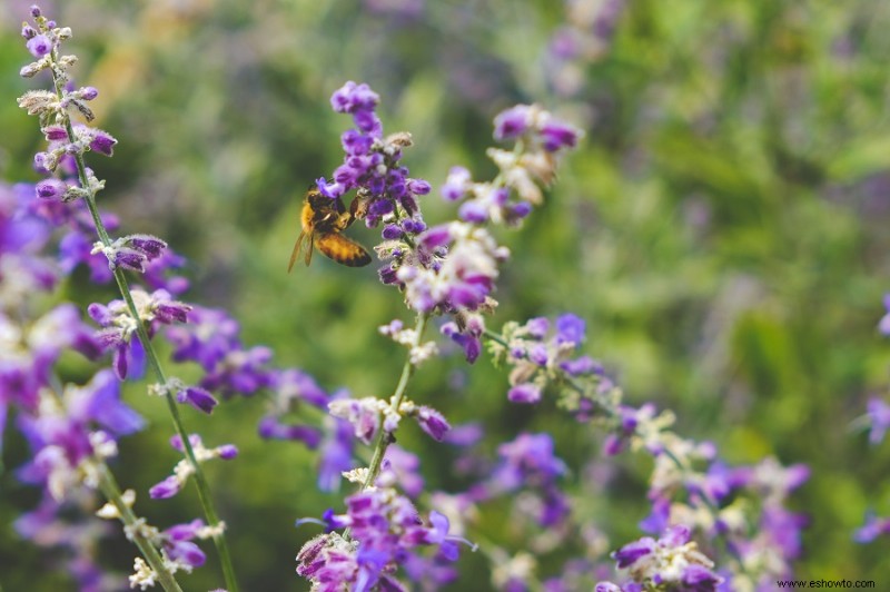 7 plantas que atraen abejas a su jardín