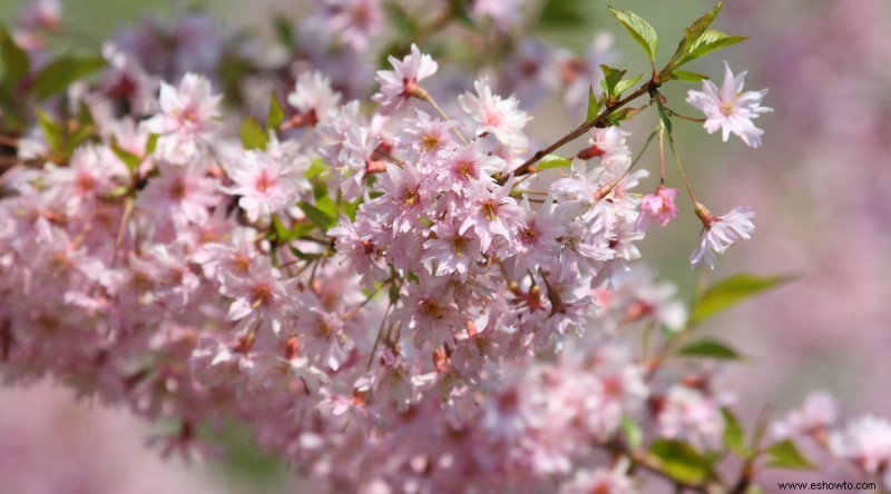 7 plantas que atraen abejas a su jardín