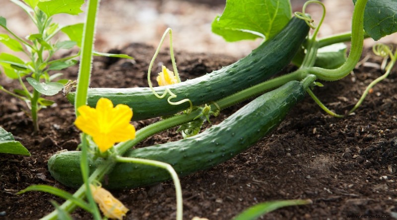 7 plantas que atraen abejas a su jardín