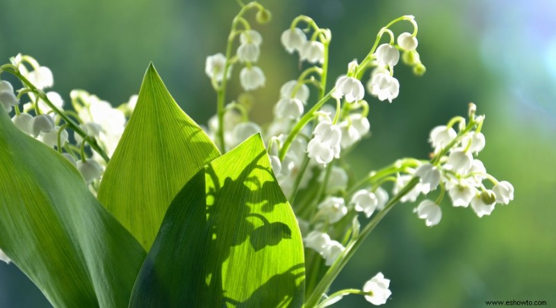 7 plantas que atraen abejas a su jardín