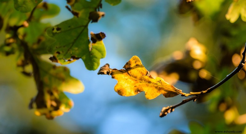 5 razones por las que las hojas de su planta se vuelven amarillas