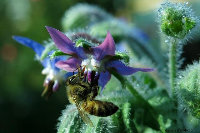 10 plantas con flores que atraen polinizadores