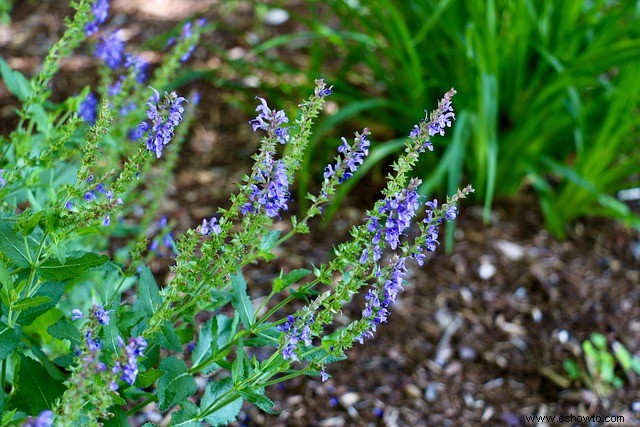 10 plantas con flores que atraen polinizadores