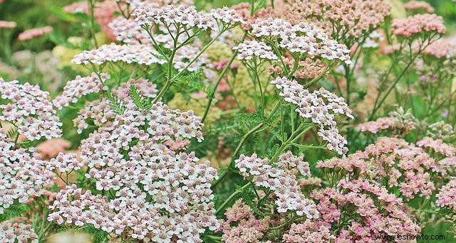 10 plantas con flores que atraen polinizadores