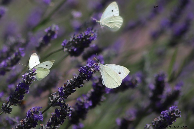 10 plantas con flores que atraen polinizadores