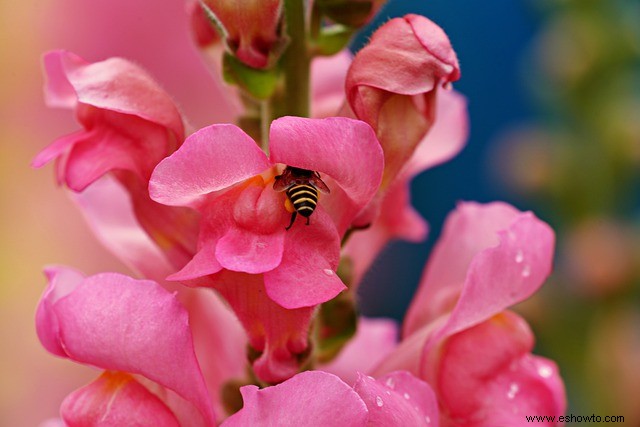 10 plantas con flores que atraen polinizadores