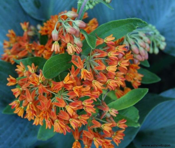 10 plantas con flores que atraen polinizadores