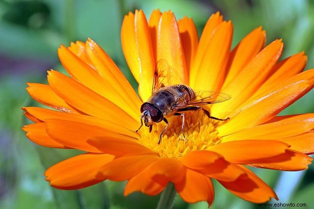 10 plantas con flores que atraen polinizadores