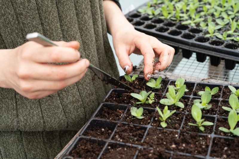 Cómo hacer tierra casera para macetas