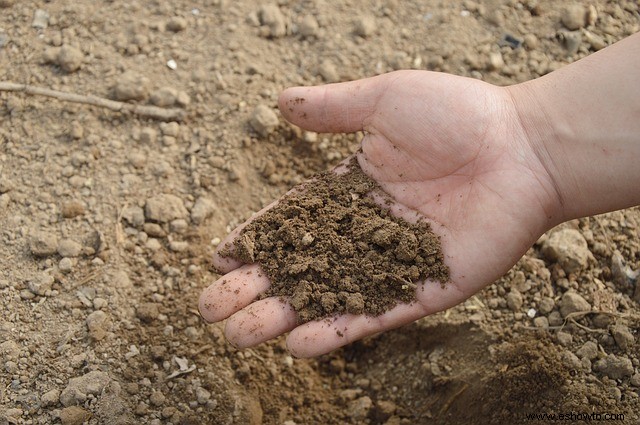 Errores comunes de jardinería que podrías estar cometiendo