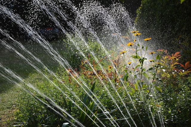 Errores comunes de jardinería que podrías estar cometiendo