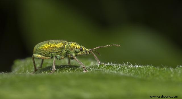 Errores comunes de jardinería que podrías estar cometiendo